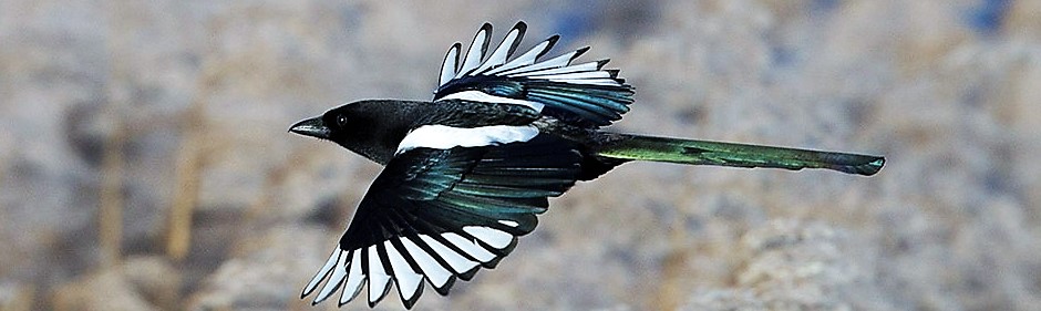 magpie_tcm9-177909-2
