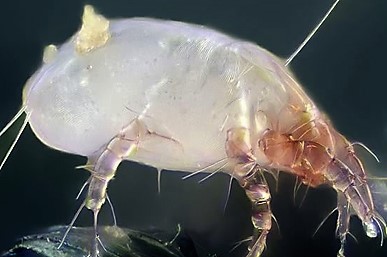 5 reasons dust mite facts (2)