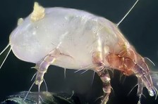 5 reasons dust mite facts (2)
