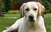 golden_labrador_retriever (2)
