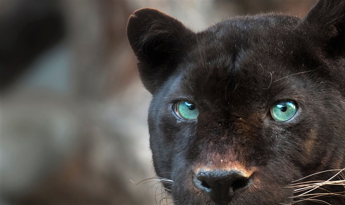 Black leopard headshot detail front view looking at camera.
